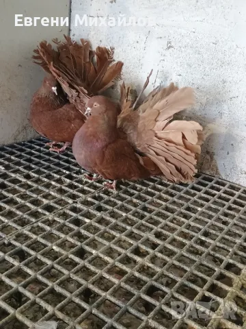 Фенерлии, снимка 6 - Гълъби - 49350625