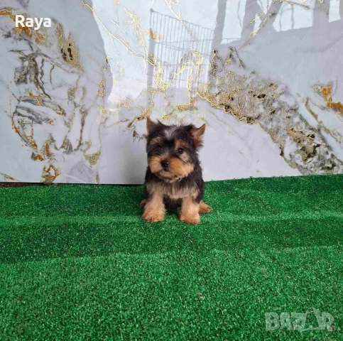 Йоркширски териер 