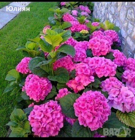 Хортензия, бяла  , снимка 4 - Градински цветя и растения - 40675393