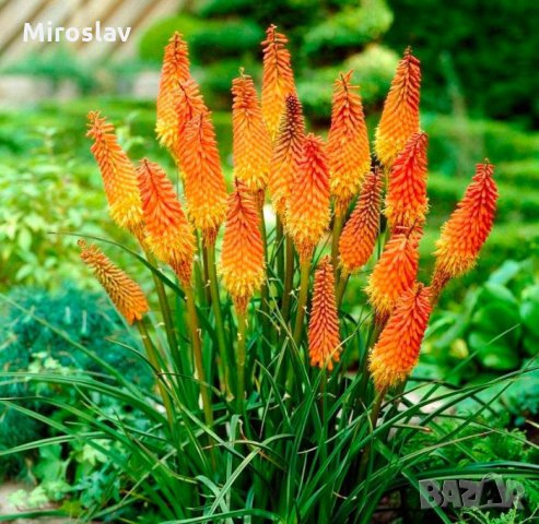 Книфофия(Тритома), снимка 1 - Градински цветя и растения - 33179318