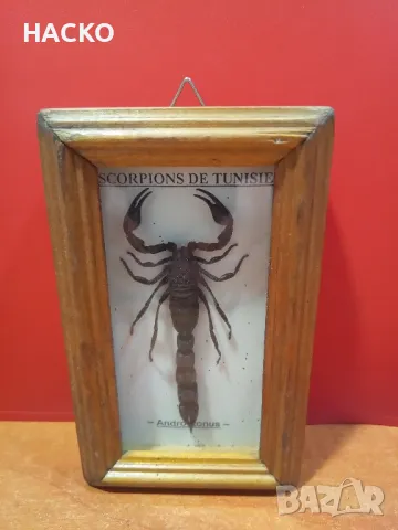 ЛЯТНА ЦЕНА Препариран ЧЕРН СКОРПИОН