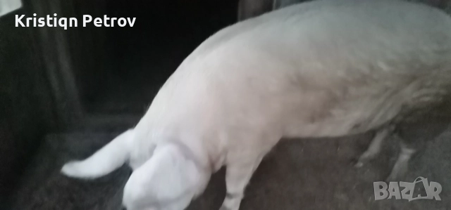 Продавам Прасе