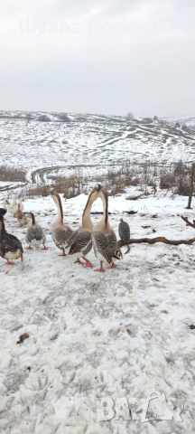 Мъжки лебедови гъски, снимка 3 - Патици и гъски - 53135135