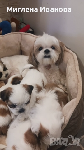 Ши тцу, снимка 10 - Ши Тцу - 52447041