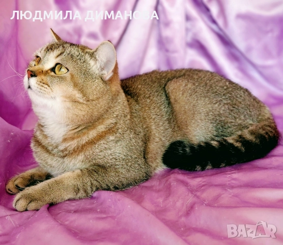 Шотландско мъжко с родословие , снимка 9 - Британска късокосместа - 52998142