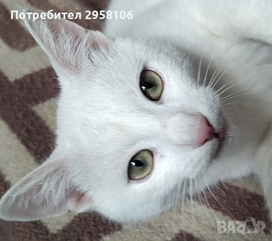 бяло коте, британска късокосмест, 9 мес., снимка 10 - Британска късокосместа - 53301077