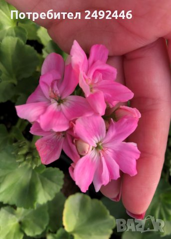 Мушкато , снимка 2 - Градински цветя и растения - 38413242