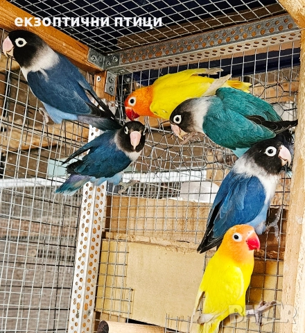 Продавам 2 двойки Неразделки , снимка 8 - Папагали - 52678957