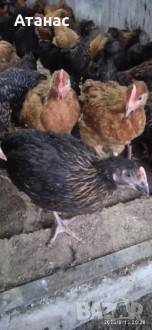 Пилета Супер харко., снимка 1