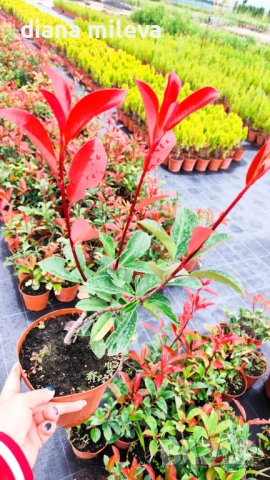 Фотиния Ред Робин, Photinia fr. Red Robin, снимка 14 - Градински цветя и растения - 49185099