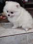 Померан , снимка 9