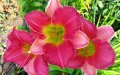 Продавам Цветя Хемерокалис - за пролетно засаждане, снимка 6