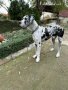 Продажба на кученца Немски дог-dogs The Great Dane, снимка 3