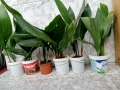Аспидистра, с по 5-6 стръка в саксия , снимка 3