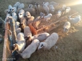 Продавам овце,агнета и кочове., снимка 5