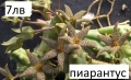 Стапелия (Stapelia) – Пиарантус и Вариагата 🌵⭐, снимка 2