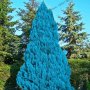 100 бр. семена кипарис синя елха бор сини иглолистни кипарисови дървета бонсай екзотични за градина , снимка 6