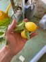Лимон Мандарина Портокал Помело Лайм Лаймкуат Кумкуат Мандаринкуат, снимка 12