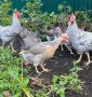 Крем Легбар, Опал Легбар, яйца и пилета, снимка 1 - Кокошки и пуйки - 42957928
