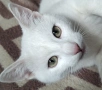 бяло коте, британска късокосмест, 9 мес., снимка 10
