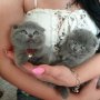 Шотландски клепоухи котета на 2 месеца, снимка 4