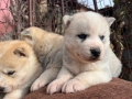 Сибирски хъскита, снимка 3