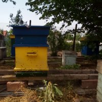 Празни кошери и пчеларски инвентар, снимка 2 - За пчели - 24411709