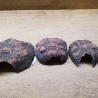 Керамични укрития Fossil stone brown, снимка 2 - Терариуми и оборудване - 43627030