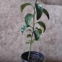 Портокал младо растение цитрус на година и половина, снимка 3 - Стайни растения - 38604477