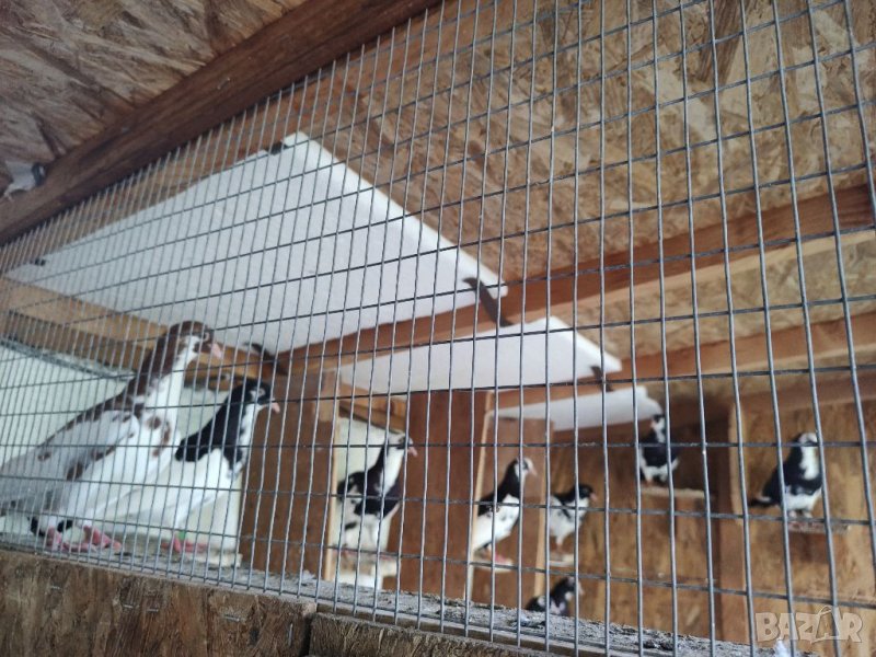 Млади гълъби  на въртене, снимка 1