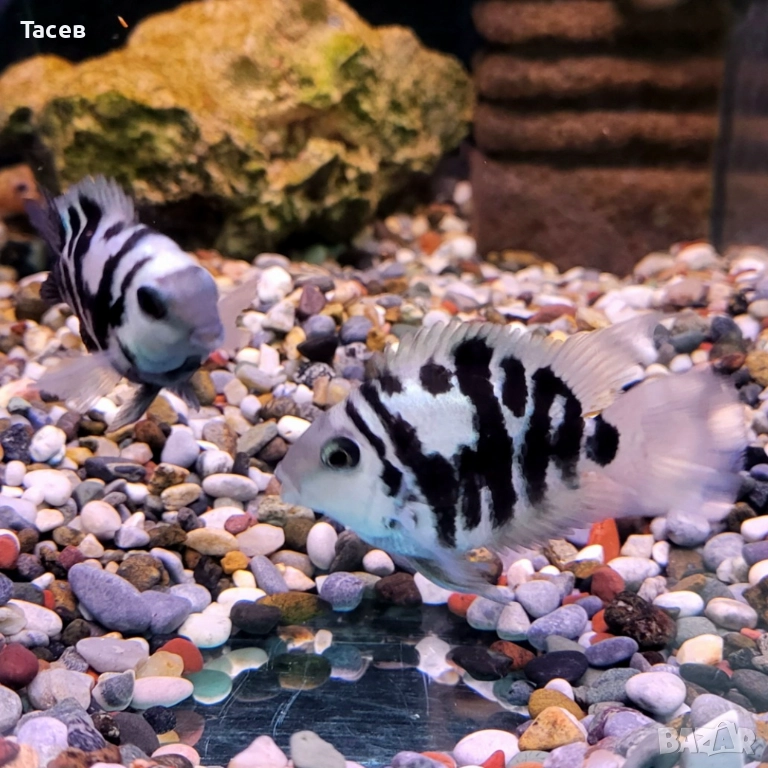 Зебров папагал 3см, снимка 1