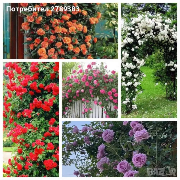 Влачещи/катерливи рози, снимка 1