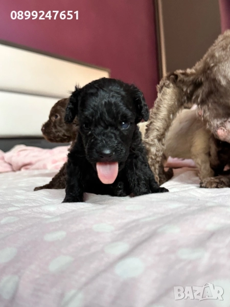 Той пуделче, снимка 1