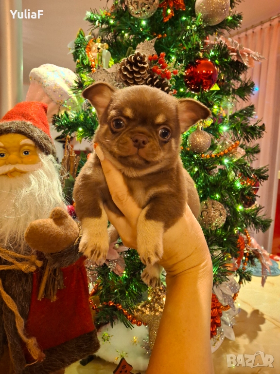 Момче Чихуахуа , снимка 1