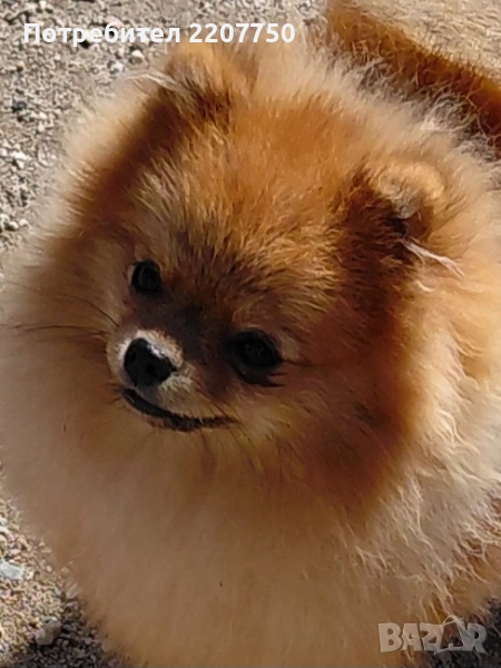 продавам померан , снимка 1