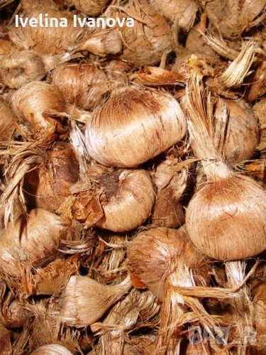 Луковици шафран, снимка 1