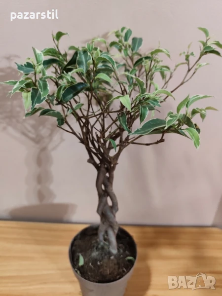 Фикус Бенджамин , снимка 1