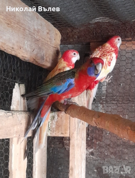 Аделаидски пенанти мъжко и женско , снимка 1