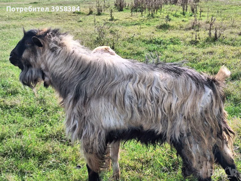 Продавам  пръч, снимка 1