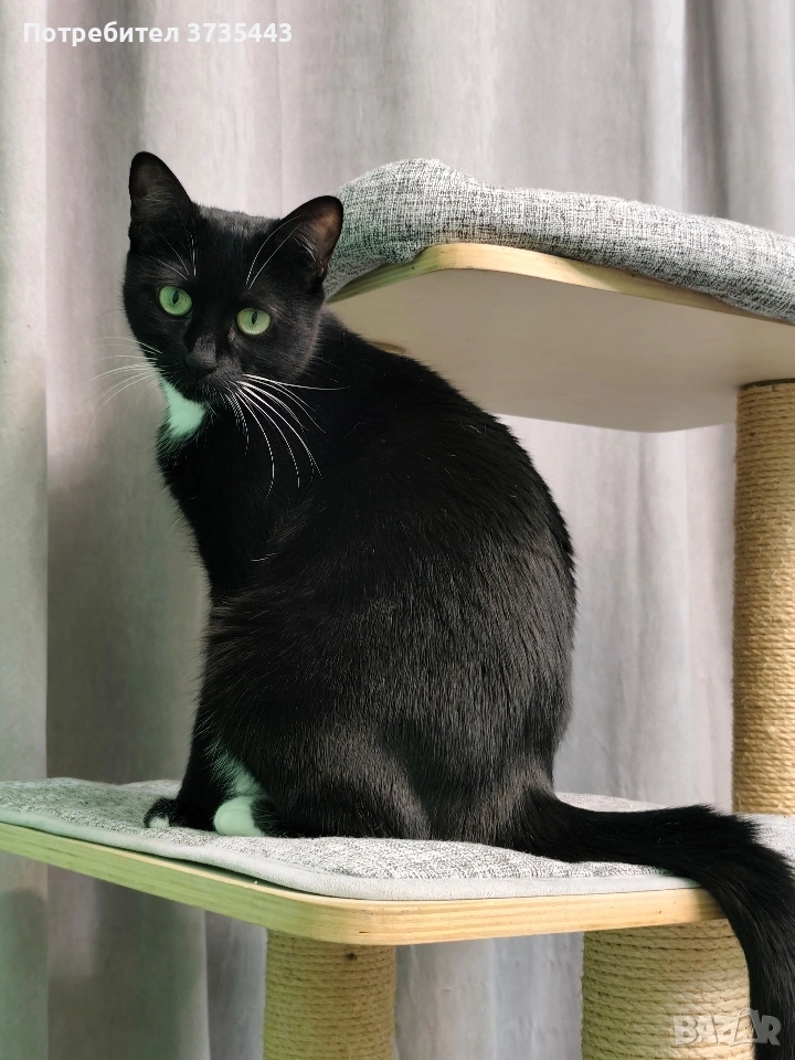 Търся за осиновяване малко черно коте , снимка 1