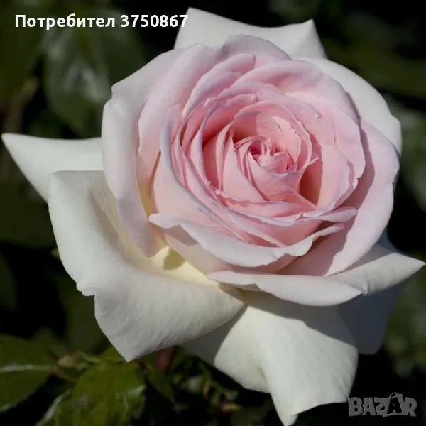 🌹 РОЗА 🌹 PRINCE JARDINIER® / FRANCIS MEILLAND™ Meitroni , снимка 1