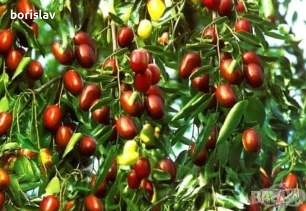 Хинап(обикновен) разсад, снимка 1