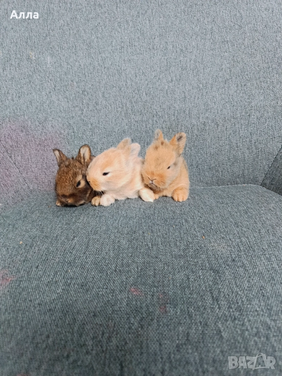 Декоративно зайчета, снимка 1