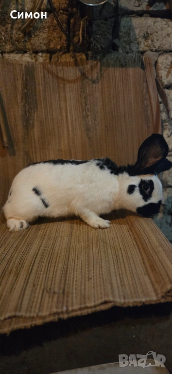 Зайци , снимка 1