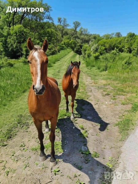 Продава парцел 648 м2, в жилищна зона на махала „Логатор”, село Гоз, гр. Брезник, снимка 1
