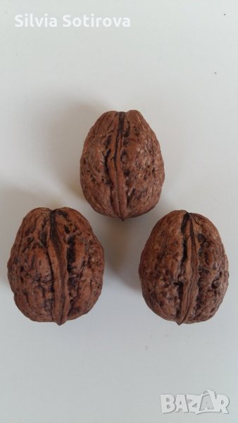 3 бр. ГОЛЯМИ ОРЕХИ ЗА ЗАСАЖДАНЕ, снимка 1