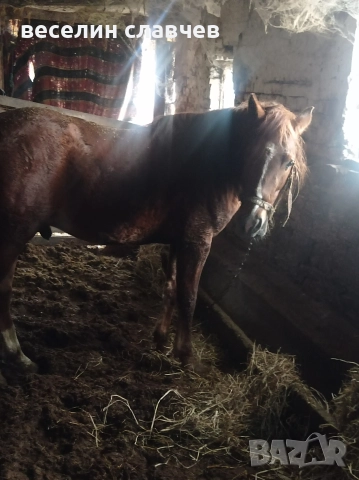 Млади коне, снимка 2 - Коне - 52720582