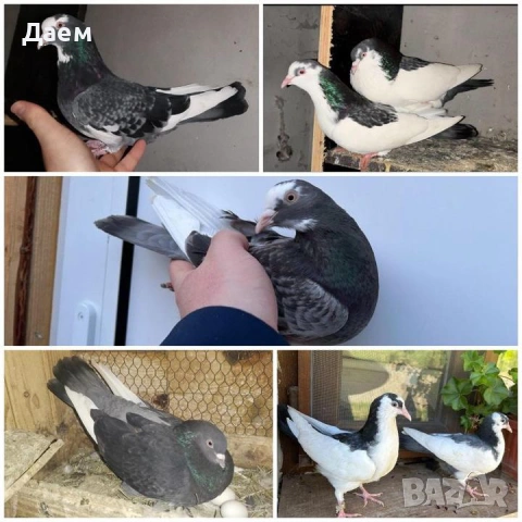 Поморийски Ролер Падащи !, снимка 2 - Гълъби - 53014239