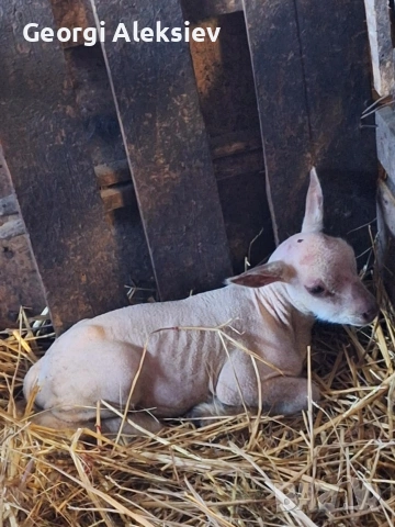 Агнета от месодайни породи и кръстоски със местни овце. , снимка 2 - Овце - 53487804
