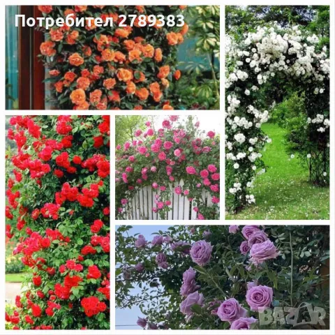 Влачещи/катерливи рози, снимка 1